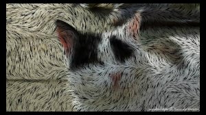 CaturdayArtBrotherhood3.0