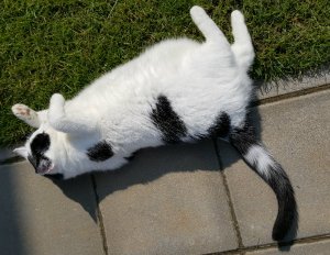 ThankfulThursday18-8-2016