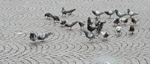 ThankfulThursday18-8-2016