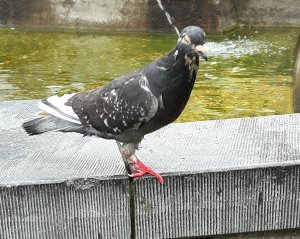 ThankfulThursday18-8-2016