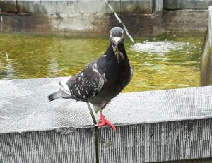 ThankfulThursday18-8-2016