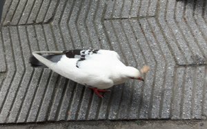 ThankfulThursday18-8-2016