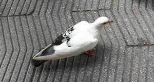 ThankfulThursday18-8-2016