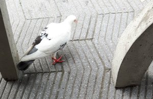 ThankfulThursday18-8-2016