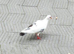 ThankfulThursday18-8-2016