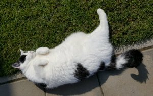 ThankfulThursday18-8-2016