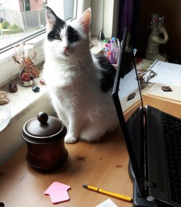 caturdayart17-9-2016