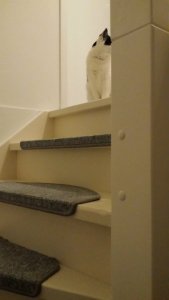 caturdayart17-9-2016