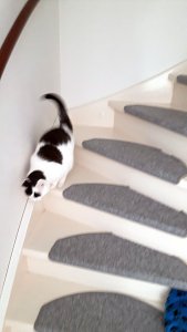 caturdayart17-9-2016