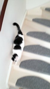 caturdayart17-9-2016