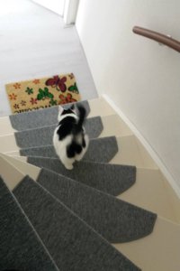 caturdayart17-9-2016