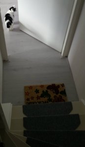 caturdayart17-9-2016