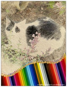 caturdayart5yearsofblogging