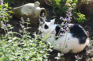 caturdayart5yearsofblogging