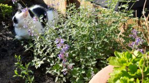 caturdayart5yearsofblogging