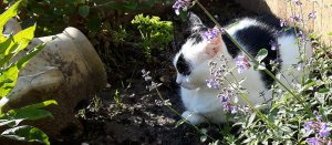 caturdayart5yearsofblogging