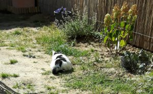 flyingcaturdayart10-9-2016