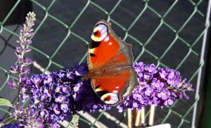 flyingcaturdayart10-9-2016