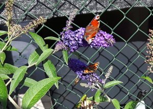 flyingcaturdayart10-9-2016