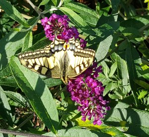 flyingcaturdayart10-9-2016