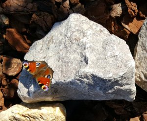 flyingcaturdayart10-9-2016