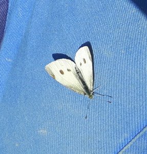 flyingcaturdayart10-9-2016