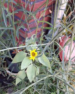 thankfulthursday15-9-2016