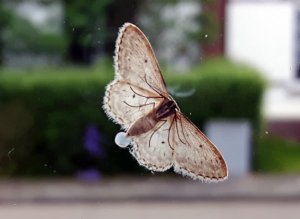 thankfulthursday22-9-2016 moth