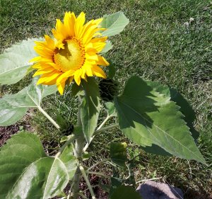 thankfulthursday22-9-2016