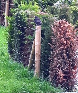 thankfulthursday22-9-2016 blackbird