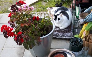 thankfulthursday29-9-2016