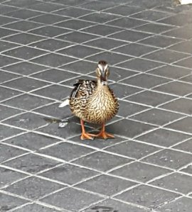 thankfulthursday29-9-2016