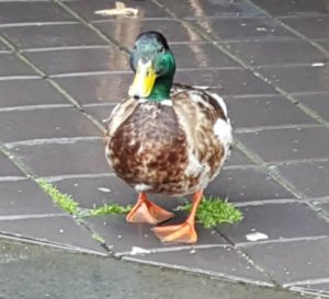 thankfulthursday29-9-2016