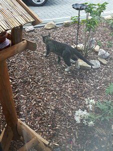 thankfulthursday8-9-2016