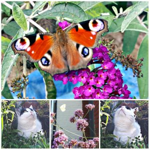 wwbutterflies14-92016