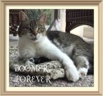 03-07-17.1 Boomer O Cat Tabbys of Trout&nbsp;Town