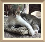 03-07-17 Boomer O Cat Tabbys of Trout&nbsp;Town