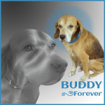 BUDDY Forever [S]