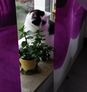 caturdayart22-10-2016