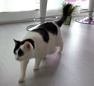 caturdayart22-10-2016