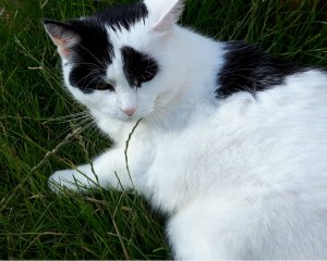 caturdayart8-10-2016