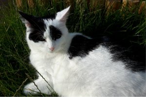 caturdayart8-10-2016