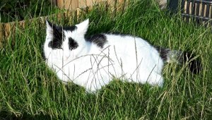 caturdayart8-10-2016