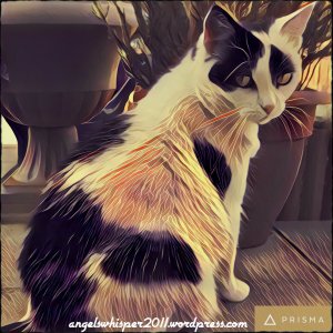 caturdayartbest3