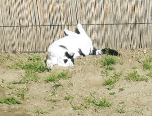 dierendag4-10-2016-1