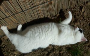 dierendag4-10-2016-1