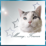 moosey-forever-badge220