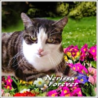 nerissa-forever-badge-ann