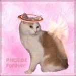 Phoebe forever