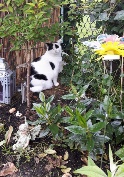 rainbowbridgefurriends